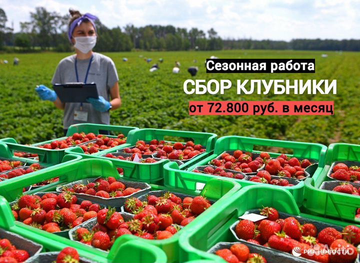 Рабочий на сбор клубники. Вахта. Липецкая область