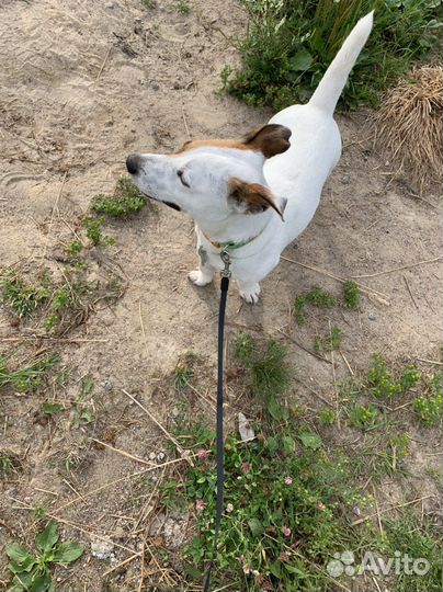 Передержка собак и кошек