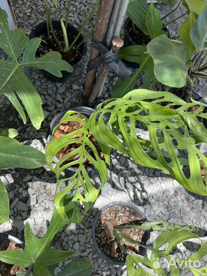 Монстера escueleto