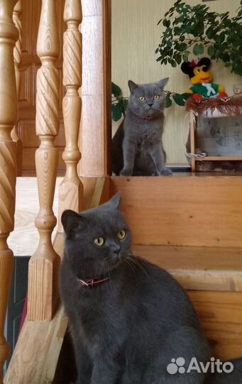 Британские котята