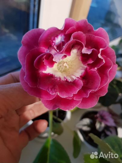 Глоксиния сортовая, укоренённые листы