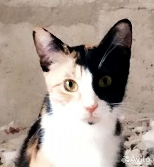 Кошка в дар