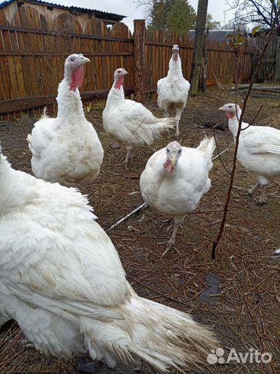 Индюшата хайбрид