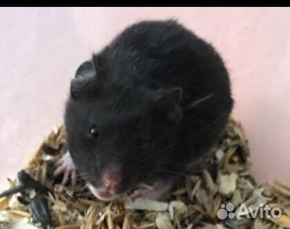 Джунгарские И сирийские хомячки