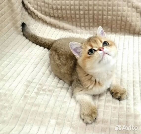 Шотландский мальчик