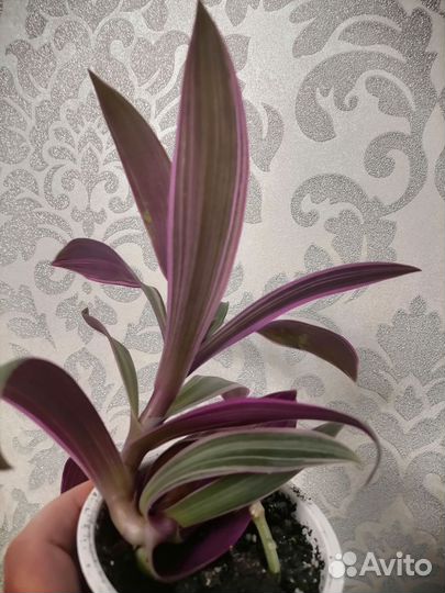 Традесканции, пеперомия