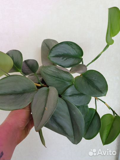 Сциндапсус