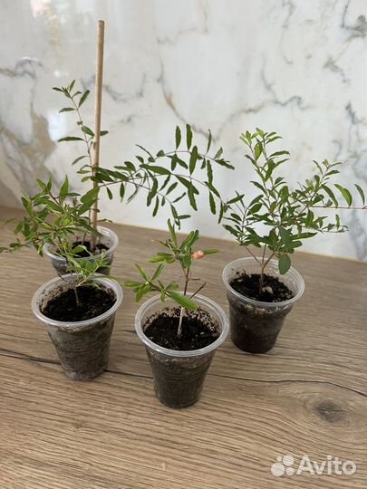 Гранат комнатный