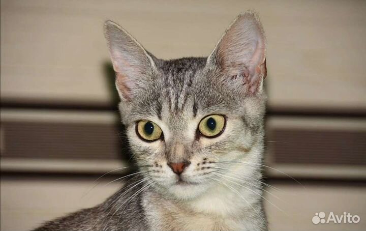 Котик в дар
