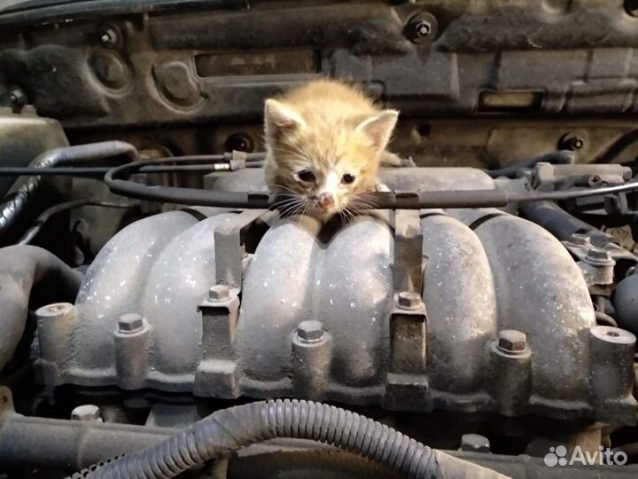 Автоподбор,Автоэксперт,выездная Диагностика