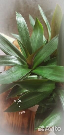 Традесканция