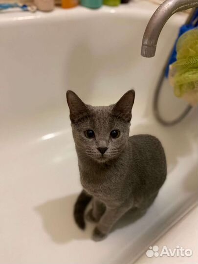 Кошка вязка