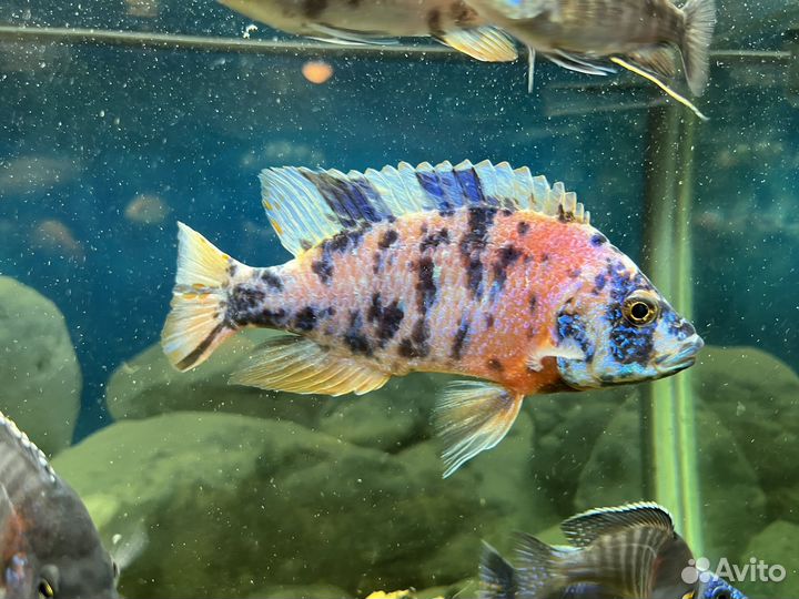 Цихлиды Аулонокара, Джексон, Красная зебра