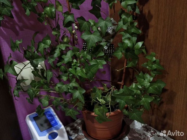 Цветы комнатные