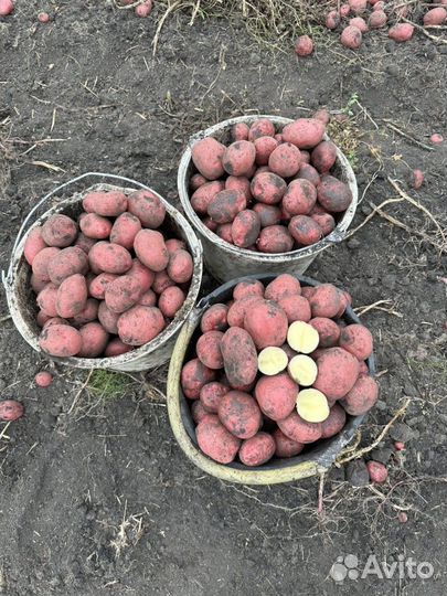 Картофель с Личного Подсобного Хозяйства