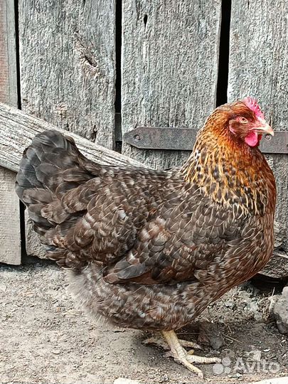 Инкубационные яйцо