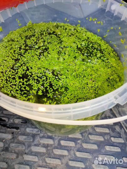 Растения Валлиснерия Роголистник