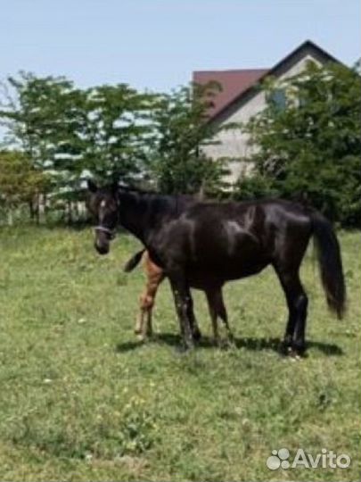 Кобыла с жеребчиком