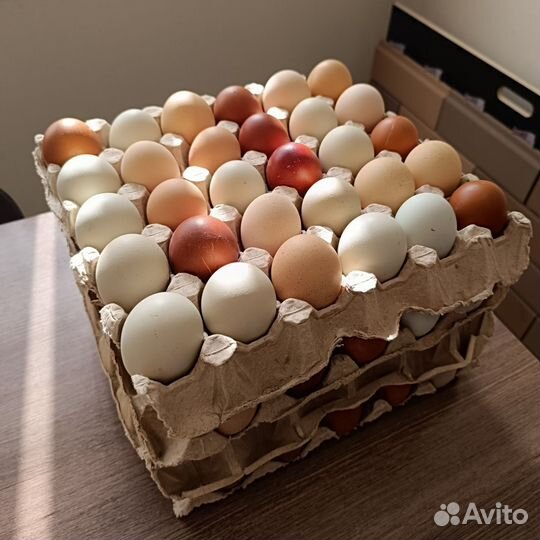 Домашние куриные яйца