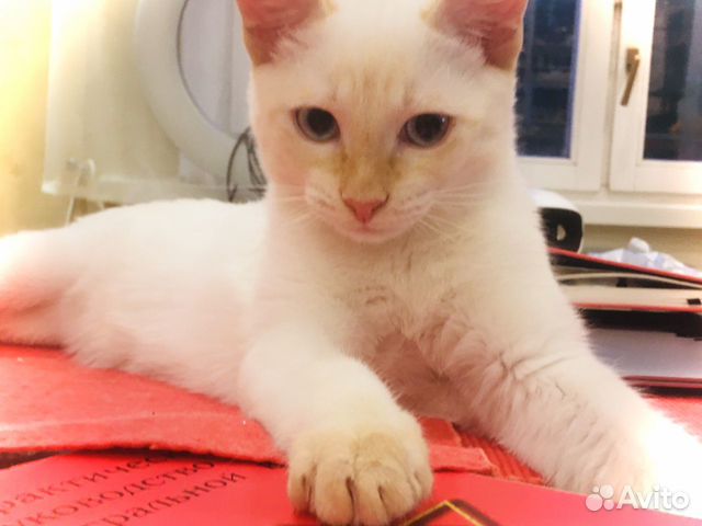Тайский белый котенок мальчик (окрас ред пойнт) объявление продам