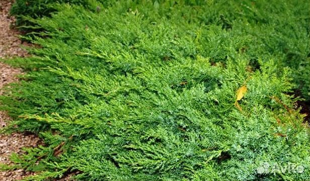 Саженцы хвойных и вечнозеленых растений