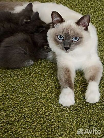 Котята в добрые руки, лоток в подарок