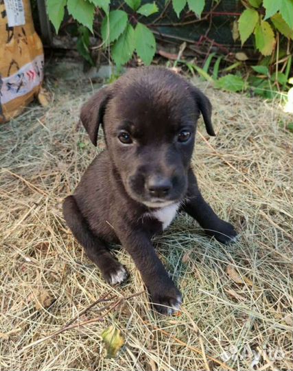 Маленькие собачки бесплатно