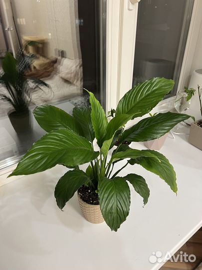 Цветок женское счастье. Спатиффилум