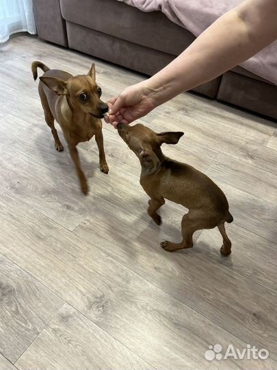 Цвергпинчер мальчик