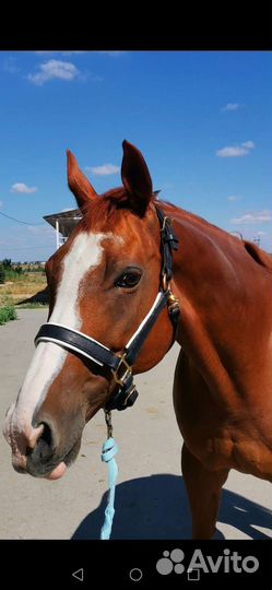 Конная амуниция. Бриджи