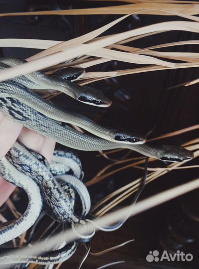 Змеи полозы