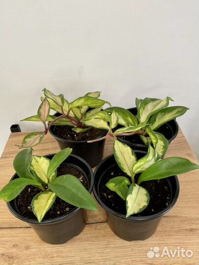 Хойя Кримсон квин триколор