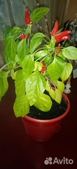 Перец комнатный острый