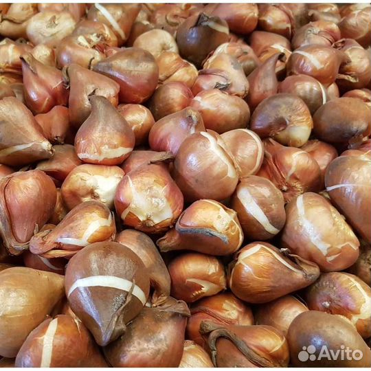 Луковицы тюльпанов оптом 11/12