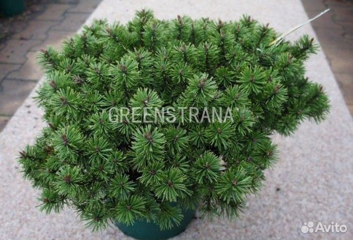Саженцы Сосна горная Humpy