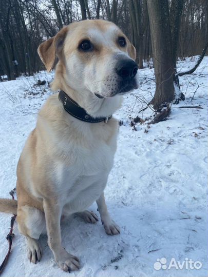 Собака в добрые руки