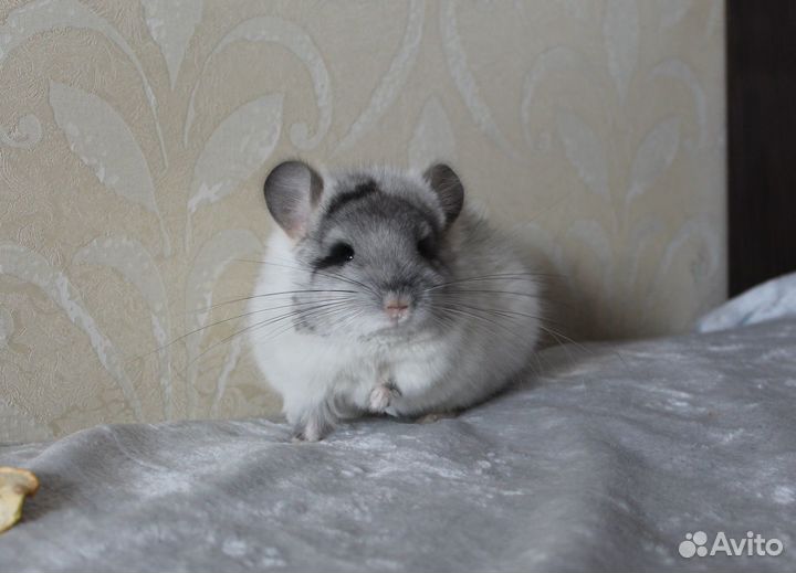Шиншилла мальчик Белая Бархатная Ангора