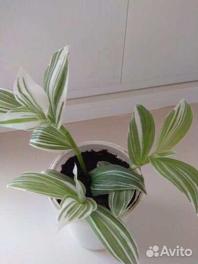 Традесканция