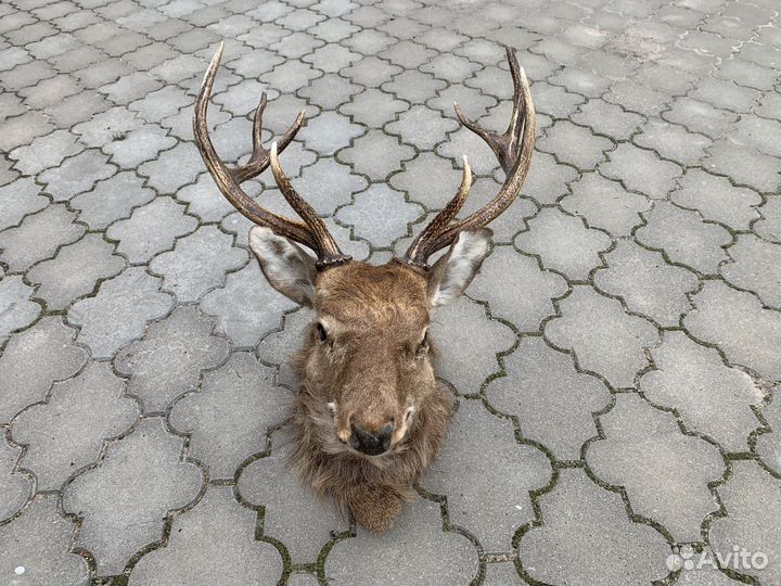 Чучело голова Оленя