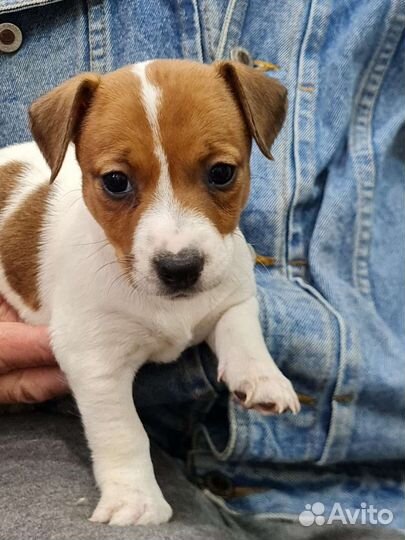Щенки джек Рассел терьер