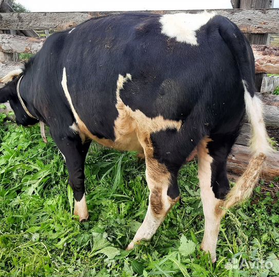 Бык и телка