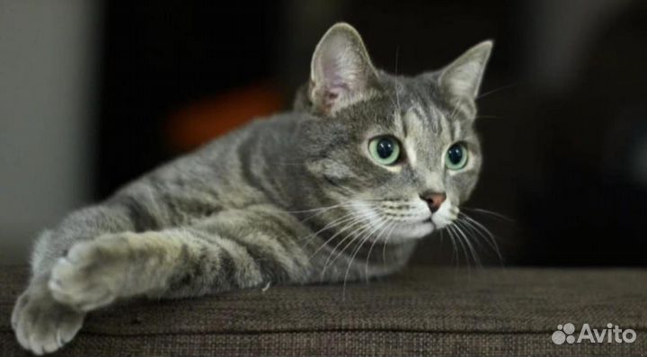 Котик в поисках дома