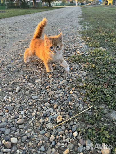 Котенок в добрые руки