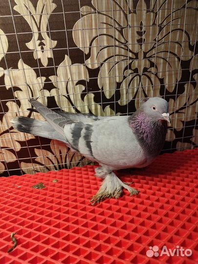 Бойные голуби