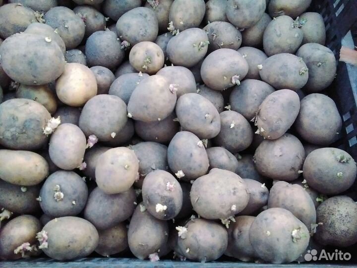 Семенной картофель гала