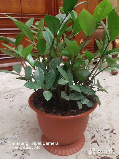 Замиокулькас