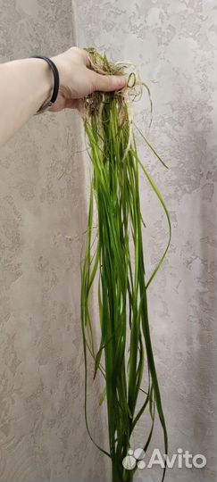 Валлиснерия