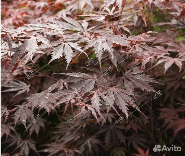 Клен дланевидный Атропурпуреум 125/150 Acer palmat