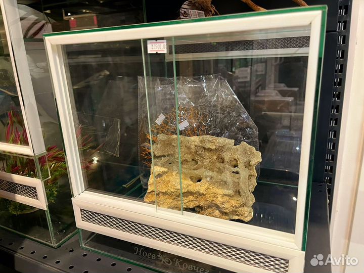 Геккон эублефар