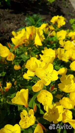 Многолетники, кустарники, Продаю лишнее